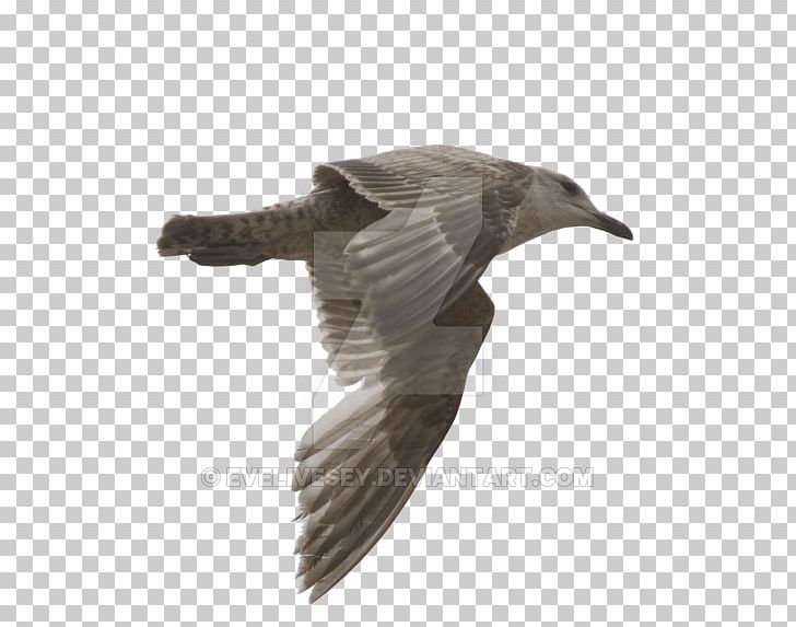Gulls Bird Photography PNG, Clipart, Animal, Animals, Beak, Bird, Charadriiformes Free PNG Download