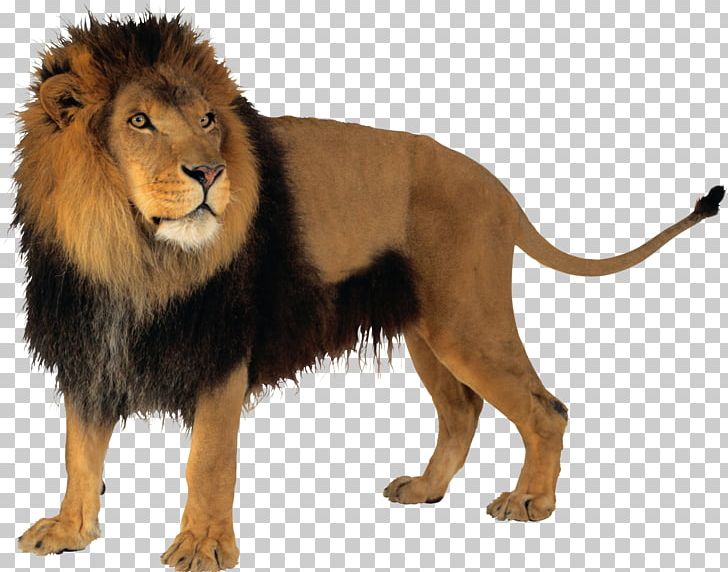 Lion Computer Icons PNG, Clipart, Animals, Big Cats, Carnivoran, Cat Like Mammal, Computer Icons Free PNG Download