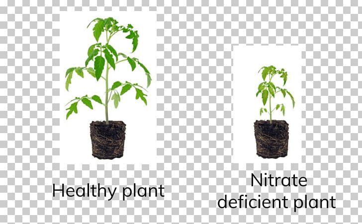 Tree Flowerpot PNG, Clipart, Flowerpot, Grass, Herb, Nature, Plant Free PNG Download