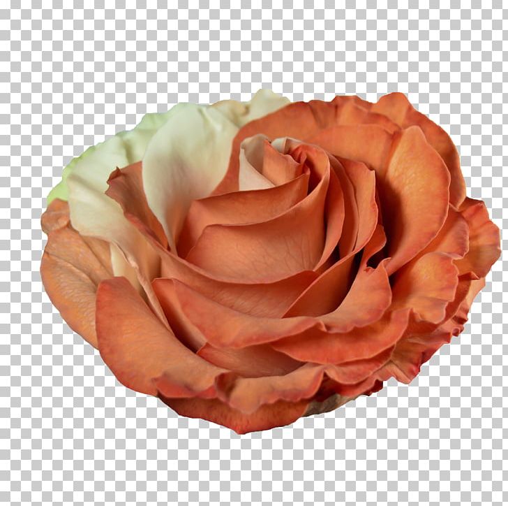 Centifolia Roses Pink Orange Peach Garden Roses PNG, Clipart, Blue, Centifolia Roses, Color, Coral, Cut Flowers Free PNG Download