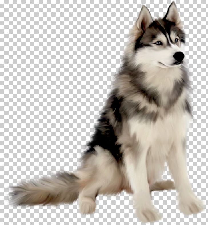 Dog Photography PNG, Clipart, Albom, Animal, Animals, Carnivoran, Dog Breed Free PNG Download