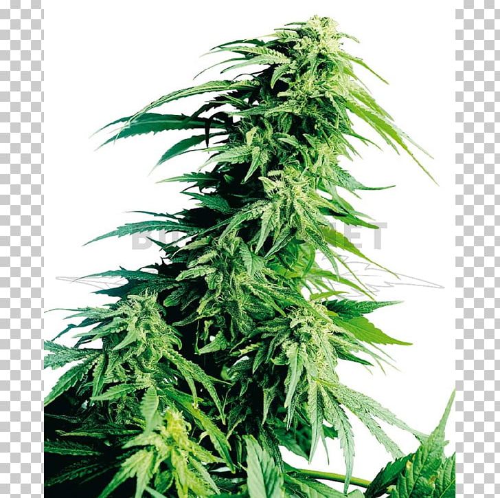 Hindu Kush Cannabis Cultivation Sensi Seeds PNG, Clipart, Afghanica, Cannabis, Cannabis Cultivation, Grow Shop, Hashish Free PNG Download