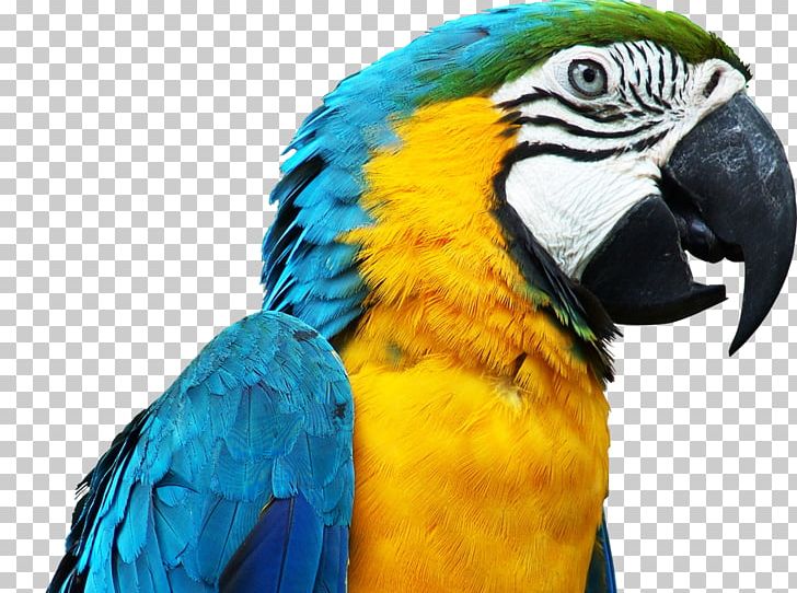 Parrot Bird Budgerigar Blue-and-yellow Macaw PNG, Clipart, Animals, Beak, Bird, Birdcage, Blu Free PNG Download