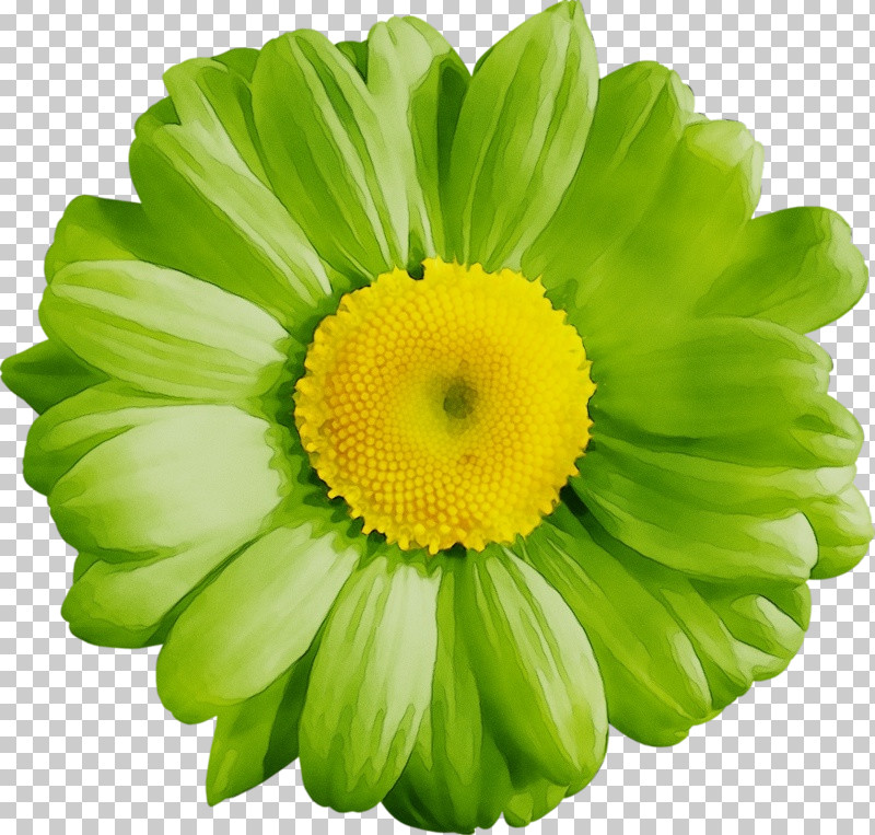 Chrysanthemum Transvaal Daisy Cut Flowers Yellow Petal PNG, Clipart, Chrysanthemum, Cut Flowers, Flower, Paint, Petal Free PNG Download