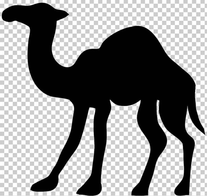 Camel Silhouette PNG, Clipart, Animals, Arabian Camel, Art, Black And White, Camel Free PNG Download