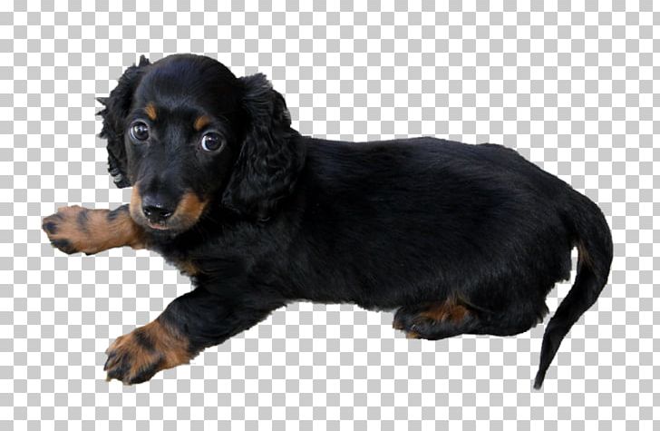 Dachshund Puppy Jack Russell Terrier Yorkshire Terrier Dog Breed PNG, Clipart, Austrian Black And Tan Hound, Black And Tan Coonhound, Breed, Carnivoran, Companion Dog Free PNG Download