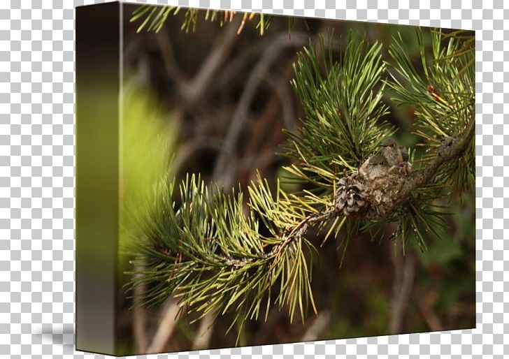 Pine Larch Vegetation Close-up Lawn PNG, Clipart, Branch, Closeup, Conifer, Grass, Jennifer Parker Free PNG Download