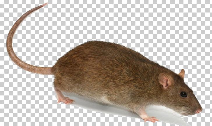 Brown Rat Rodent Mouse Trapping PNG, Clipart, Animals, Black Rat, Brown Rat, Dormouse, Fauna Free PNG Download