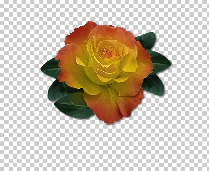 Garden Roses Cabbage Rose Floribunda Flower PNG, Clipart, Animaatio, Cut Flowers, David Ch Austin, Floribunda, Flower Free PNG Download