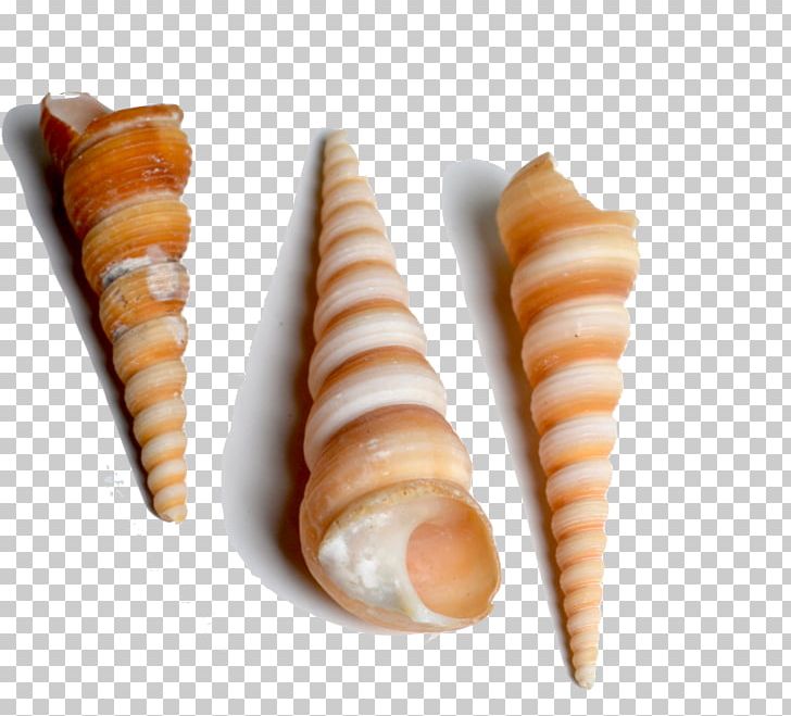 Seashell Conchology Spiral Cowry Sea Snail PNG, Clipart, Animals, Carrot, Conch, Conchology, Cone Free PNG Download
