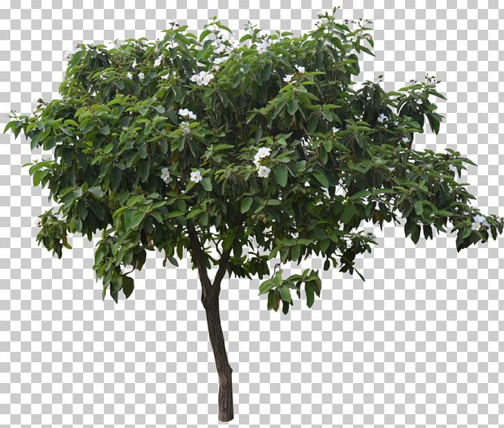 Tree PNG, Clipart, Architectural Rendering, Branch, Download, Houseplant, Leaf Free PNG Download