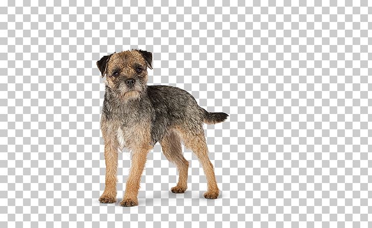 Border Terrier Norfolk Terrier Lakeland Terrier Morkie Schnoodle PNG, Clipart, Border Terrier, Breed, Carnivoran, Cat, Companion Dog Free PNG Download
