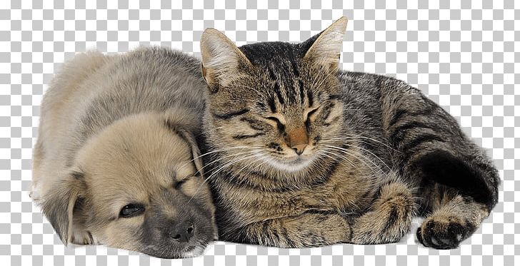 Dog Cat Bed Pet Kitten PNG, Clipart, American Kennel Club, Bed, Bed Warmer, Bestprice, Carnivoran Free PNG Download