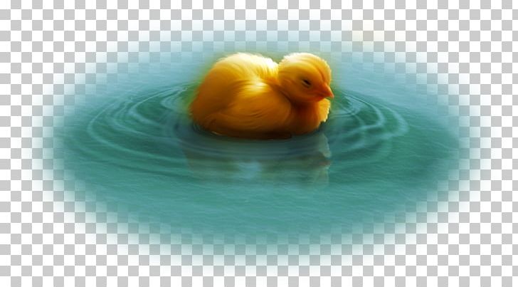 Duck Water Bird Desktop Computer Statistics PNG, Clipart, 2018, Animals, Beak, Bird, Breeze Free PNG Download