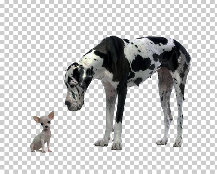 Great Dane Chihuahua Puppy Cat Food Dog Food PNG, Clipart, Aging In Dogs, Carnivoran, Cat Food, Chihuahua, Dog Free PNG Download