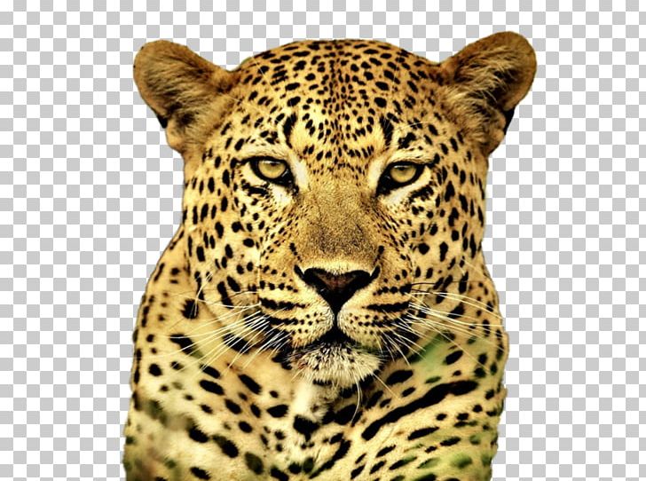 Cheetah Snow Leopard Felidae Cat Tiger PNG, Clipart, African Leopard, Animal, Animals, Big Cat, Big Cats Free PNG Download