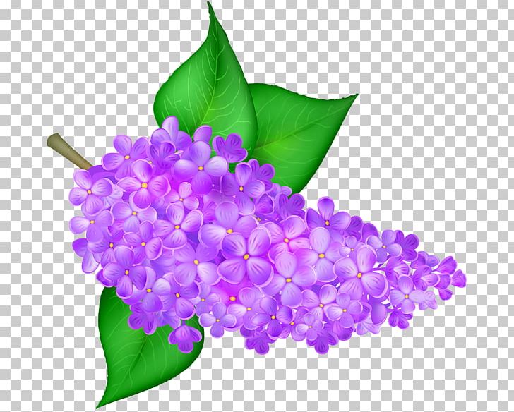 Common Lilac Flower Desktop PNG, Clipart, Blog, Color, Common Lilac, Desktop Wallpaper, Floral Design Free PNG Download