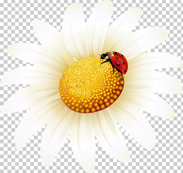 Common Sunflower Light Yellow PNG, Clipart, Air, Computer Wallpaper, Encapsulated Postscript, Flower, Flowers Free PNG Download