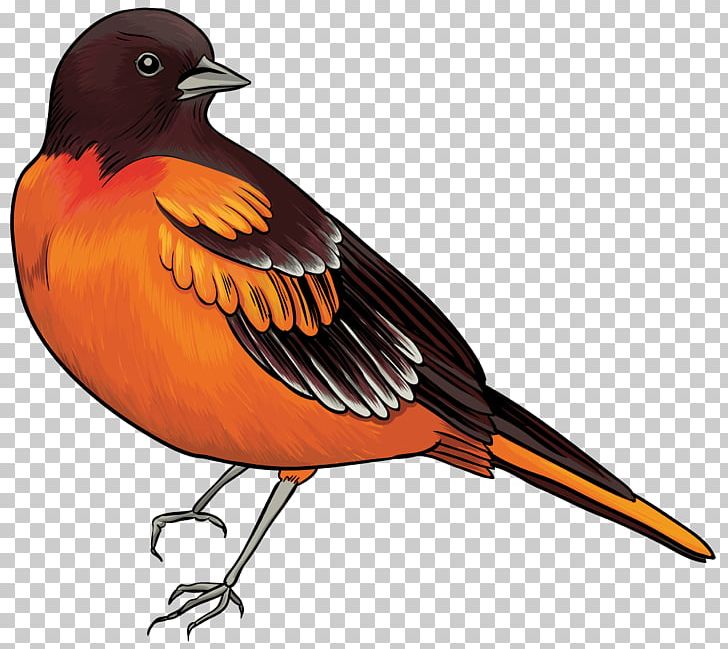 Bird Oriental Cuckoo Lesser Cuckoo PNG, Clipart, Animals, Beak, Bird, Birds, Blog Free PNG Download
