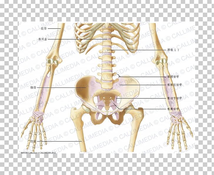 Bone Hand Forearm Ligament Elbow PNG, Clipart, Abdomen Anatomy, Anatomy, Arm, Bone, Capitate Bone Free PNG Download