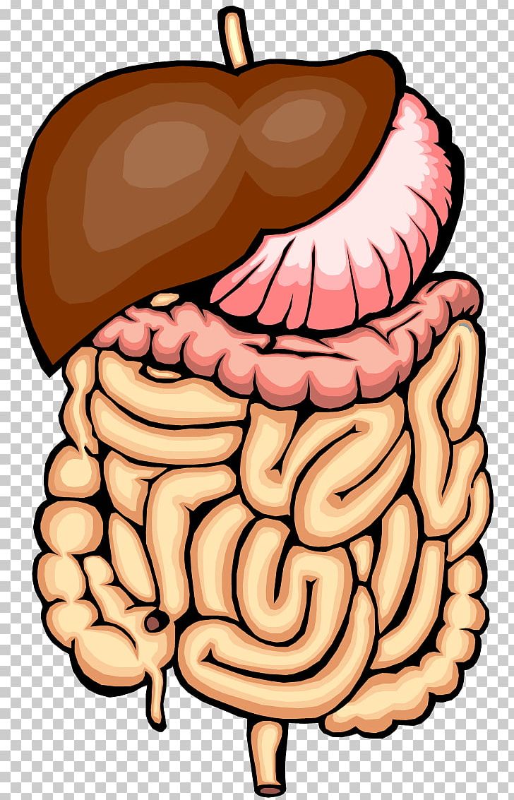 Small Intestine: Parts, Functions, and Diagram