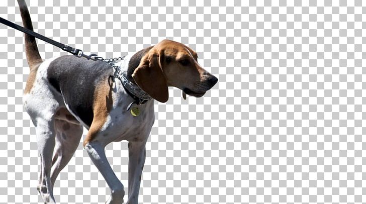 Treeing Walker Coonhound American Foxhound Black And Tan Coonhound American English Coonhound Redbone Coonhound PNG, Clipart, American English Coonhound, American Foxhound, American Kennel Club, Beagle, Black And Tan Coonhound Free PNG Download