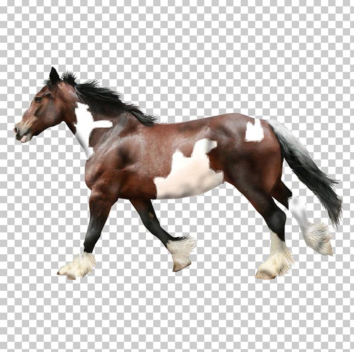 Horse Stallion PNG, Clipart, Adobe Illustrator, Animal, Animals, Athlete Running, Athletics Running Free PNG Download