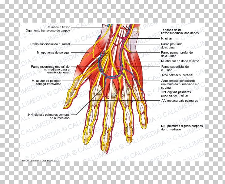 Nerve Human Body Blood Vessel Forearm Hand PNG, Clipart, Anatomy, Area, Arm, Art, Artery Free PNG Download