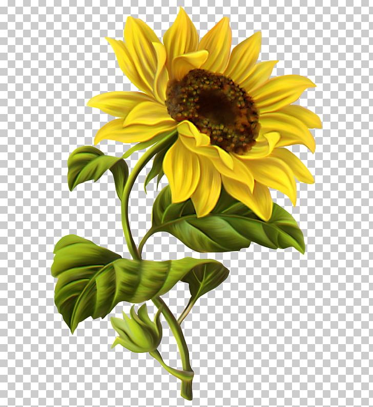 Common Sunflower Drawing Watercolor Painting PNG, Clipart, Art, Botanical Illustration, Clip Art, Common Sunflower, Cut Flowers Free PNG Download