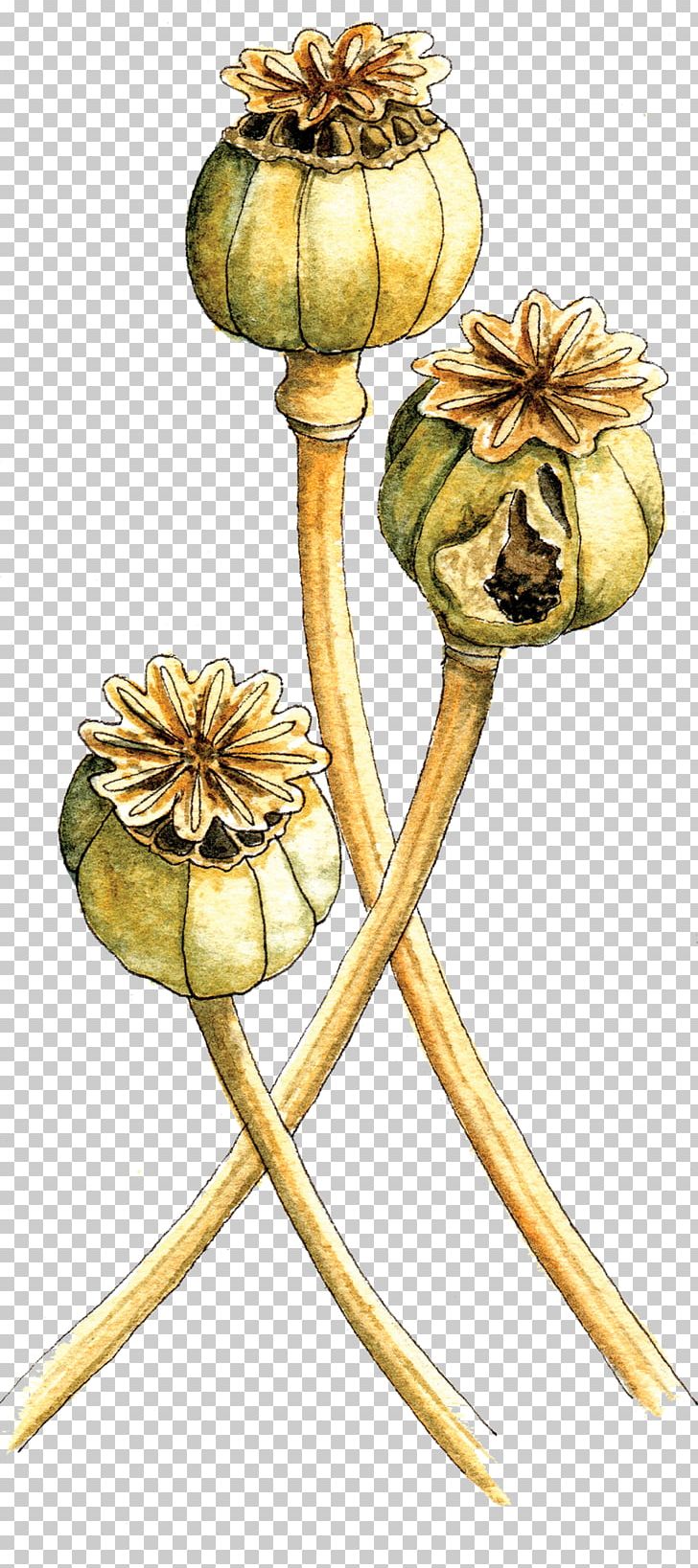 Flowering Plant Plant Stem PNG, Clipart, Berkeley, Flower, Flowering Plant, Garden, Myth Free PNG Download