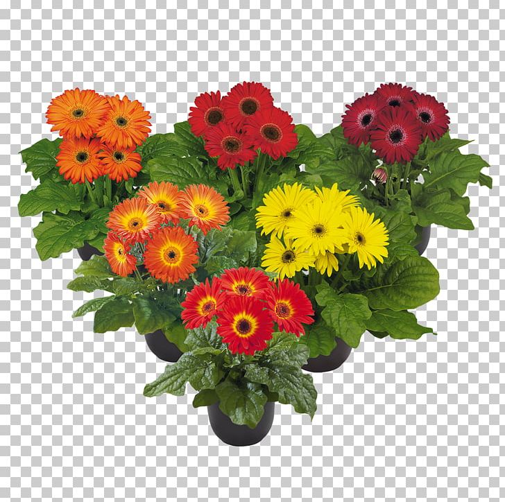 Transvaal Daisy Cut Flowers Floral Design Flower Bouquet PNG, Clipart, Annual Plant, Chrysanthemum, Chrysanths, Cut Flowers, Daisy Family Free PNG Download