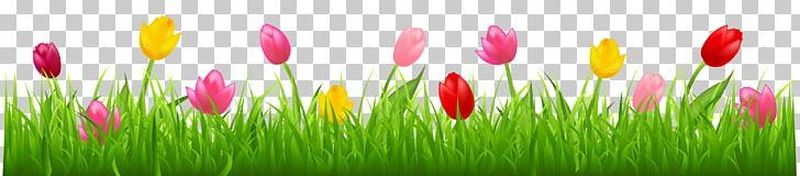 Tulip Free Content PNG, Clipart, Blog, Bud, Clipart, Clip Art, Closeup Free PNG Download