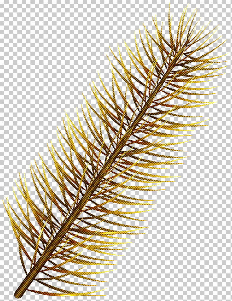 Oregon Pine Plant Branch White Pine Vascular Plant PNG, Clipart, American Larch, Branch, Colorado Spruce, Lodgepole Pine, Oregon Pine Free PNG Download