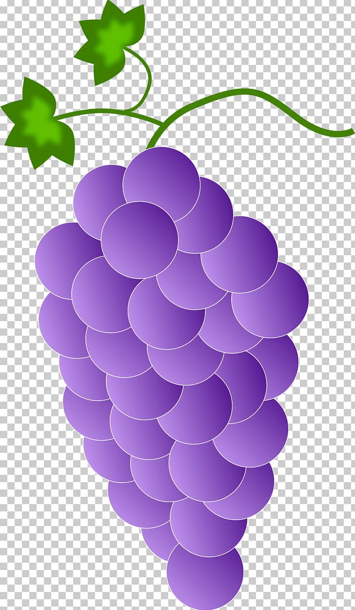 Common Grape Vine Color PNG, Clipart, Circle, Color, Colored Pencil, Common Grape Vine, Favicon Free PNG Download