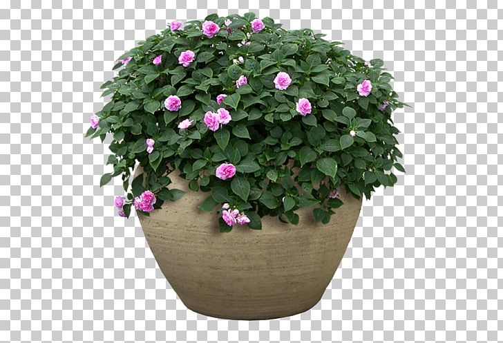 Flowerpot Flower Garden Shrub PNG, Clipart, Annual Plant, Busy Lizzie, Flower, Flower Garden, Flowering Plant Free PNG Download