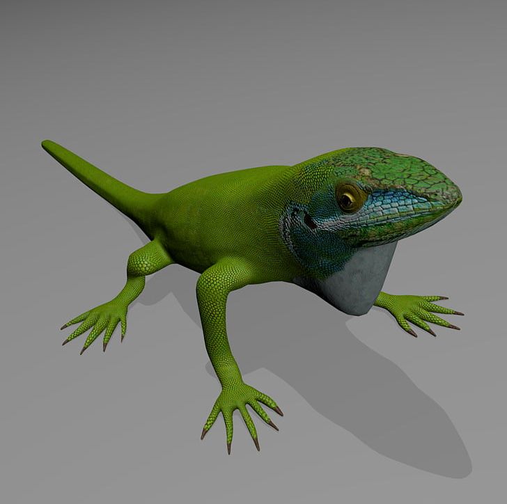Lizard Common Iguanas Reptile Carolina Anole 3D Computer Graphics PNG, Clipart, 3d Computer Graphics, 3d Modeling, Amphibian, Animal, Animals Free PNG Download