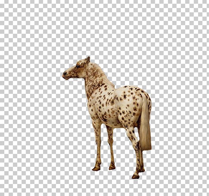 Mustang Spotted Saddle Horse Ardennaise Pony Stallion PNG, Clipart, 1800, Animal, Animal Figure, Dinosaur, Horse Free PNG Download