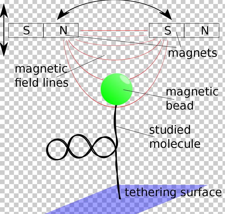 Business Magnetism Magnetic Field Technology Organism PNG, Clipart, Angle, Area, Behavior, Biology, Business Free PNG Download