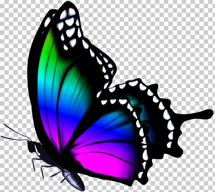 Butterfly Color PNG, Clipart, 3d Computer Graphics, Arthropod, Brush Footed Butterfly, Butterflies And Moths, Butterfly Free PNG Download