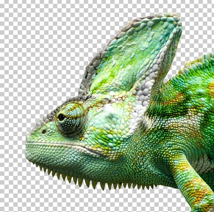 Common Iguanas Lizard Reptile PNG, Clipart, African Chameleon, Animals, Camera, Chameleon, Common Free PNG Download