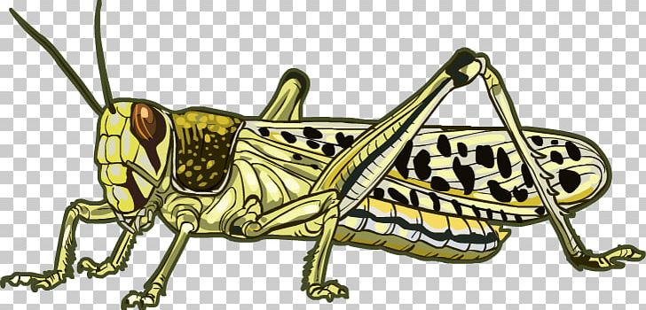 Desert Locust Grasshopper Beetle PNG, Clipart, Animal, Arthropod, Beetle, Cell, Cell Structure Free PNG Download