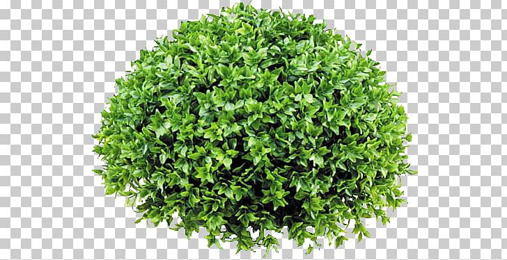 Ilex Crenata Shrub Common Holly Tree Plant PNG, Clipart, Berry, Bush, Common Holly, Evergreen, Fern Free PNG Download