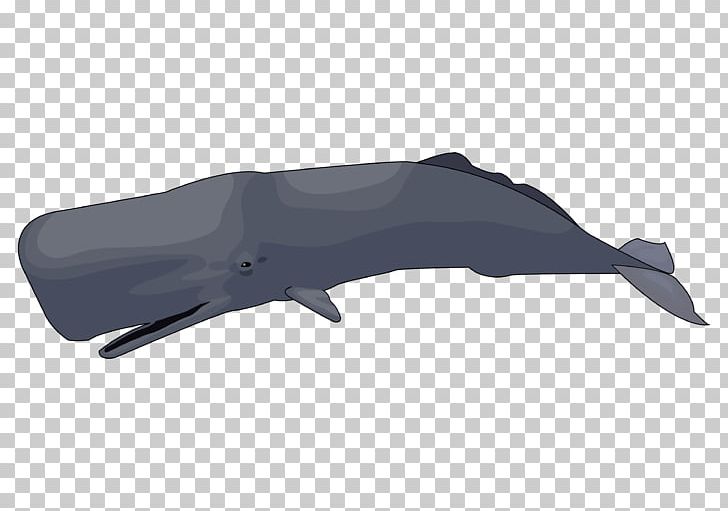 Sperm Whale Government Of The Canary Islands Atlantic Canary Marine Mammal PNG, Clipart, Angle, Animal, Atlantic Canary, Bildungstechnologie, Black Free PNG Download