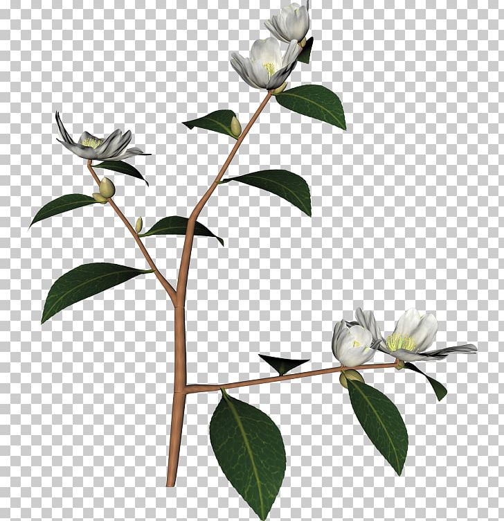 Twig PNG, Clipart, Blog, Branch, Bud, Cay, Flora Free PNG Download