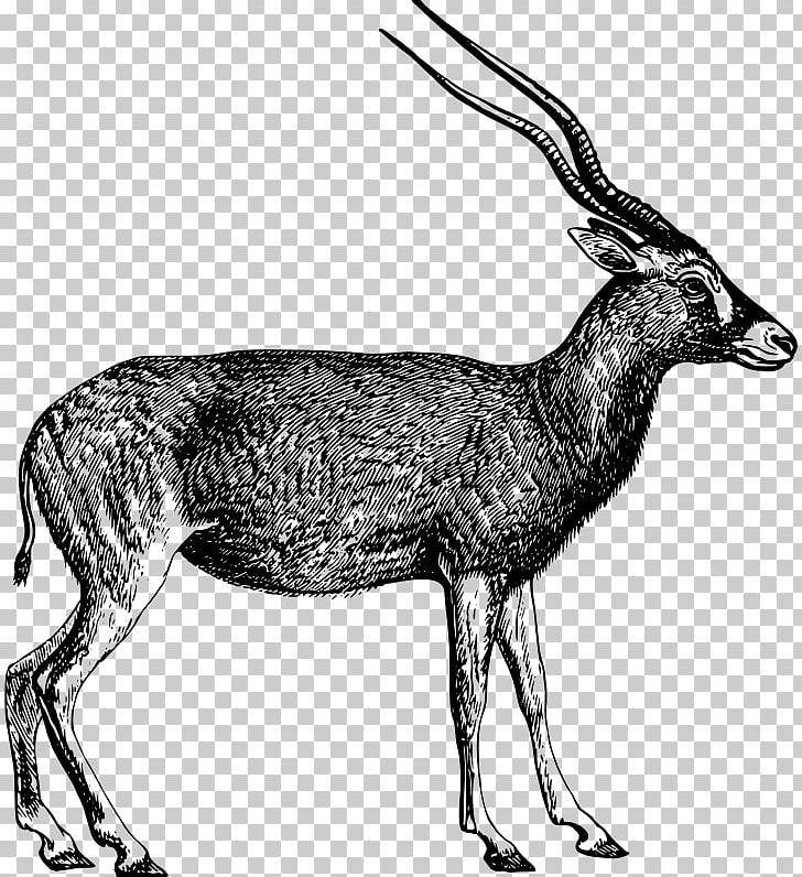 Antelope PNG, Clipart, Addax, Antelope, Antler, Black And White, Chamois Free PNG Download