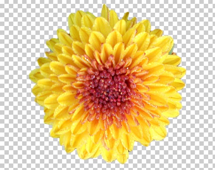 Common Daisy Transvaal Daisy Flower Oxeye Daisy Desktop PNG, Clipart, Annual Plant, Chrysanths, Common Daisy, Common Sunflower, Cut Flowers Free PNG Download
