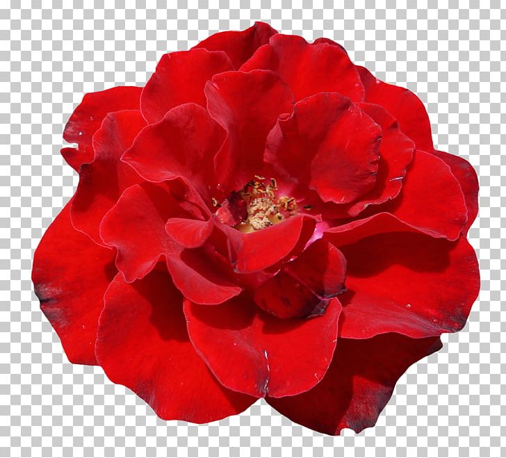 Garden Roses Centifolia Roses Flower Rosa Chinensis PNG, Clipart, Artificial Flower, Camellia, China Rose, Cut Flowers, Deviantart Free PNG Download