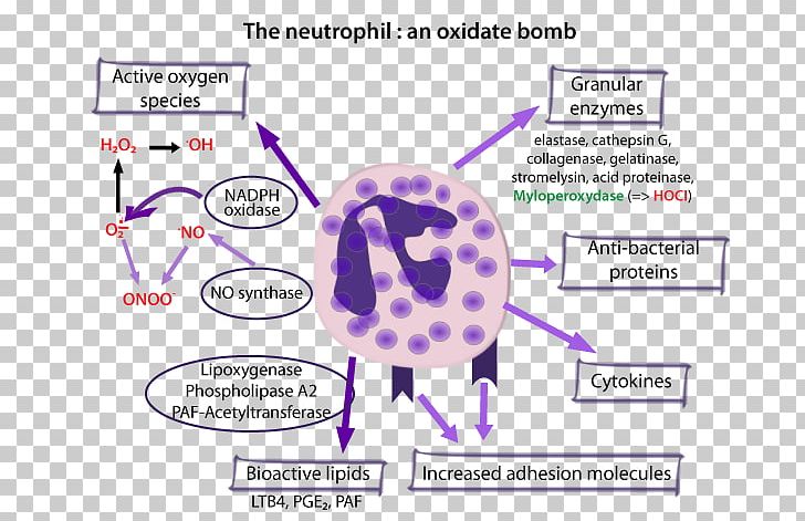 The Neutrophil Myeloperoxidase Oxidizing Agent PNG, Clipart, Antioxidant, Area, Blood, Blood Test, Brain Free PNG Download