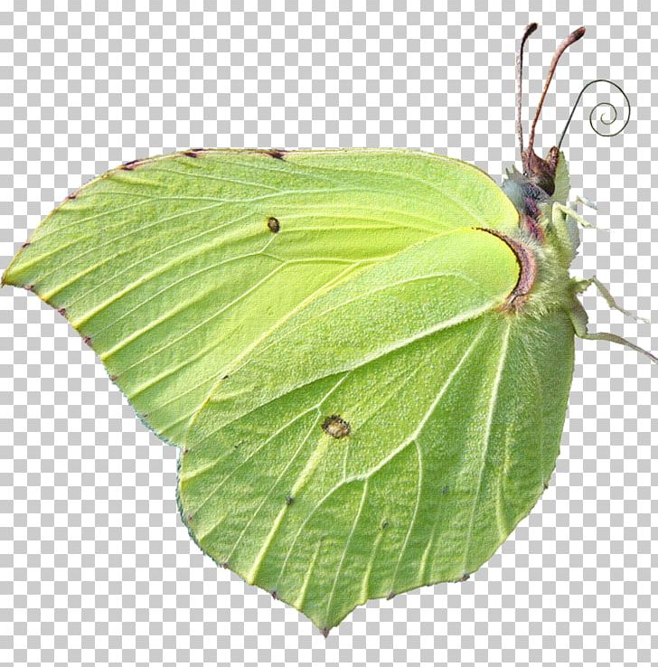 Butterfly Insect Pollinator PNG, Clipart, Animal, Arthropod, Brush Footed Butterfly, Butterflies And Moths, Butterfly Free PNG Download