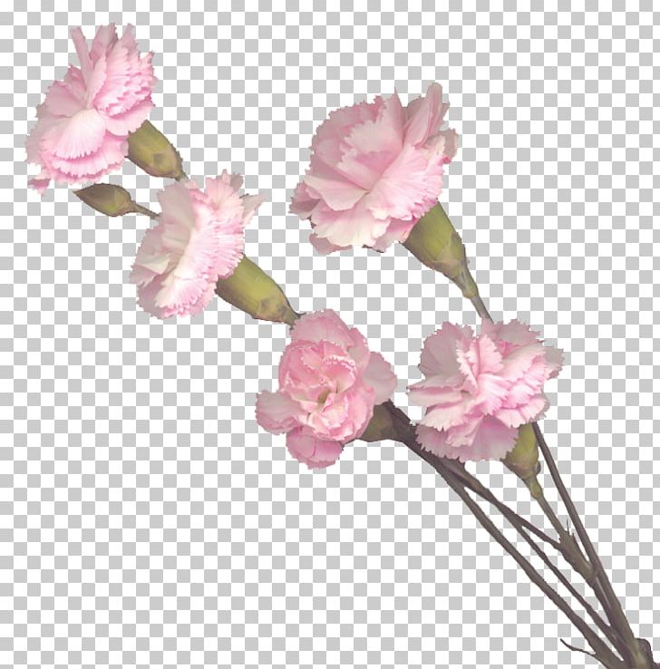 Carnation Cut Flowers Pink Flowers PNG, Clipart,  Free PNG Download